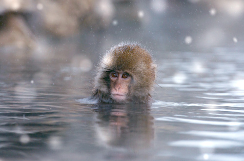 雪の温泉に入る猿